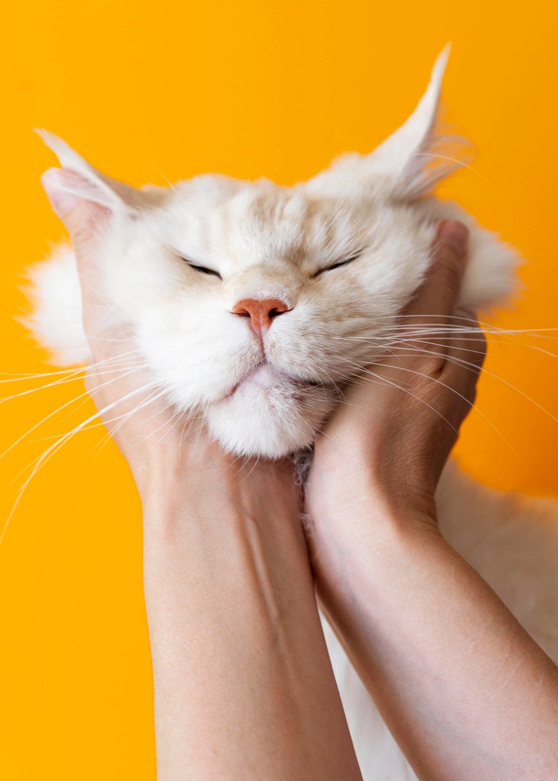 A white cat getting a chin scratch
